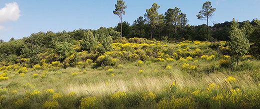 Les genêts, A perte de vue, Marie Gaillet